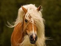 pic for beautifull horse